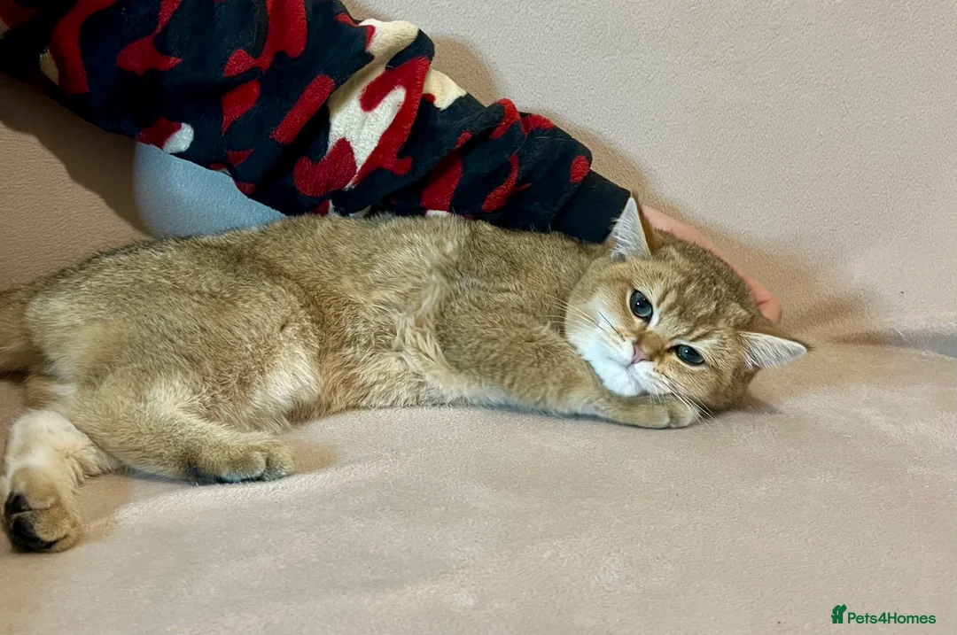 British Shorthair cats for sale: 🐾 Purebred BSH Golden kitten 🐾  - Advert 26