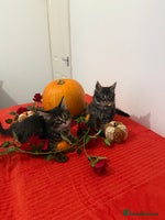 Maine Coon cats - Advert 9