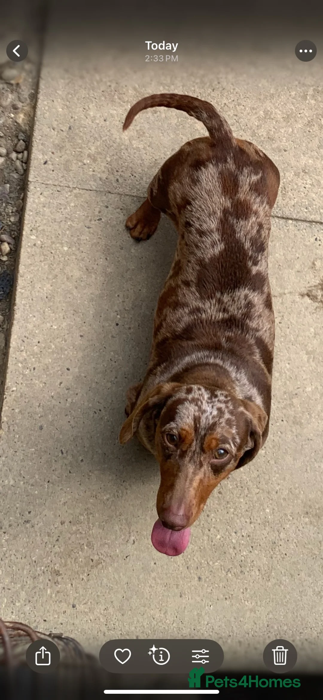 Miniature Dachshund dogs for sale: Minature daschund female  - Advert 3