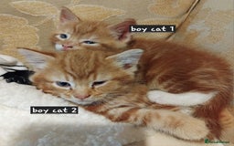Mixed Breed cats for sale: 3 adorable 6 week old kittens. - Image 8