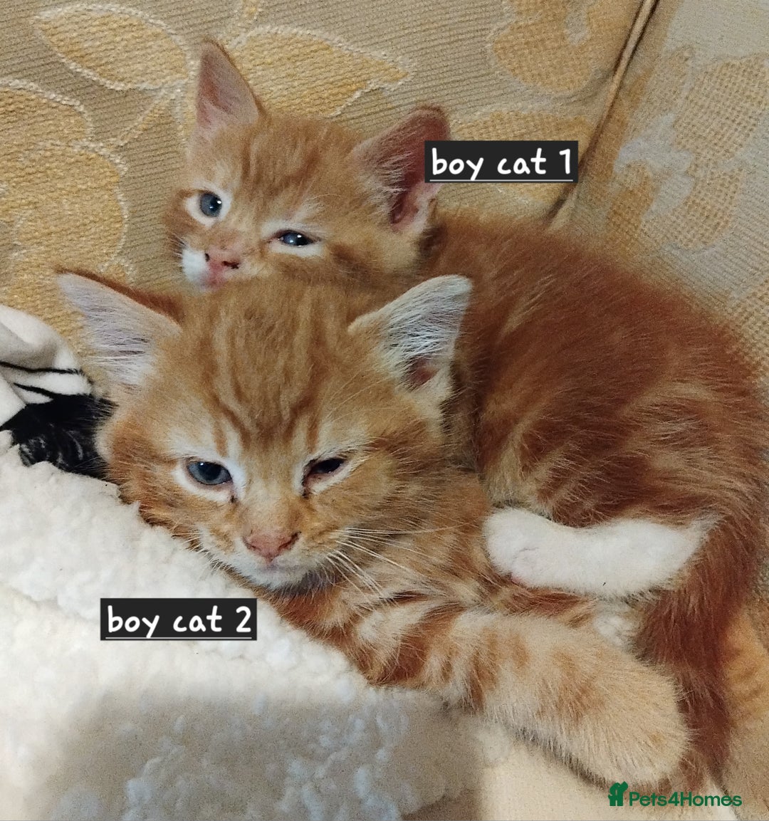 Mixed Breed cats for sale: 3 adorable 6 week old kittens. - Image 8