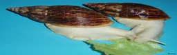 Snails invertebrates for sale: RETIC GIANT AFRICAN LAND SNAILS - Advert 3