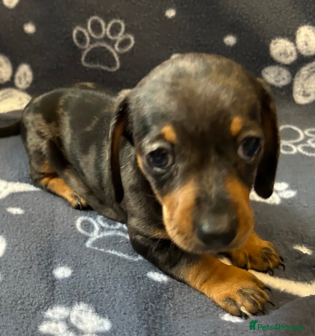 Miniature Dachshund dogs for sale: Stunning Miniature Dachshund Pups - Image 15