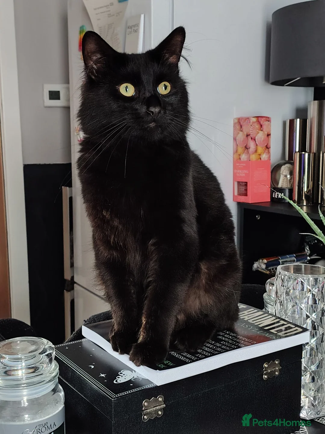 British Longhair cats for sale: Beautiful 20 month old Marley in Clitheroe - Advert 1