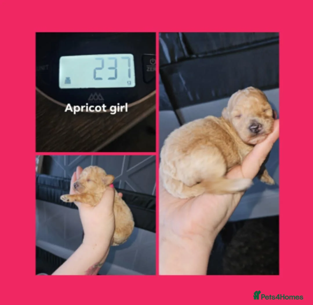 Toy Poodle dogs for sale: Kc toy poodles  - Advert 5