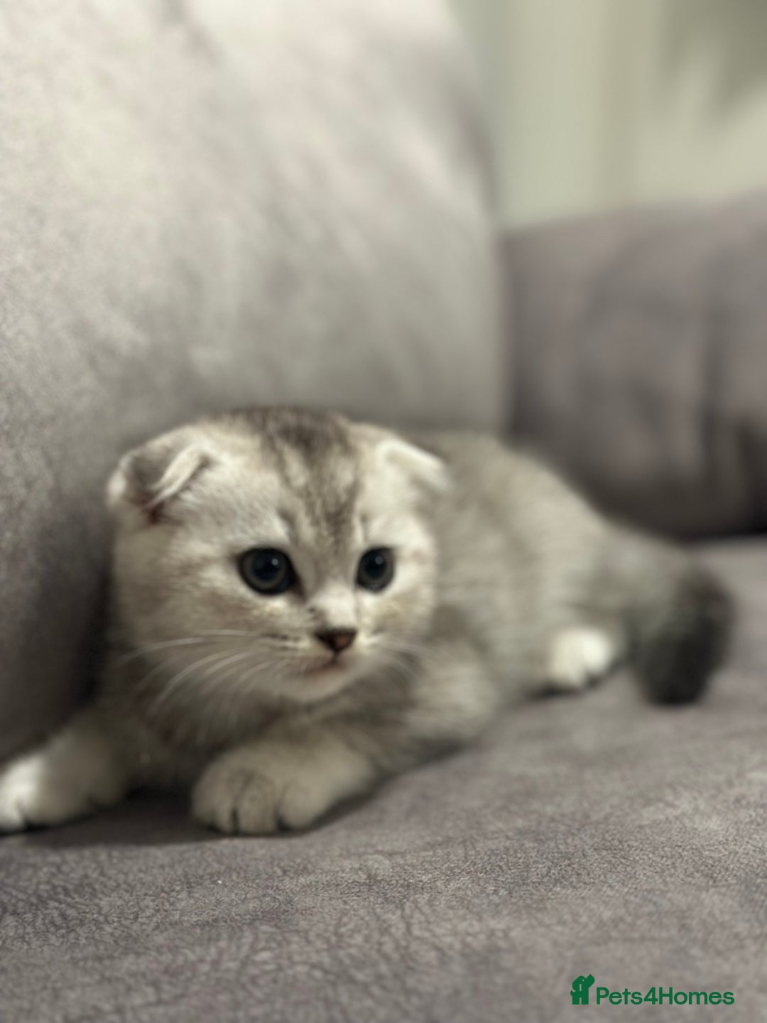Scottish Fold cats for sale: Beautiful Scottish Fold/British Shorthair Kittens - Advert 21