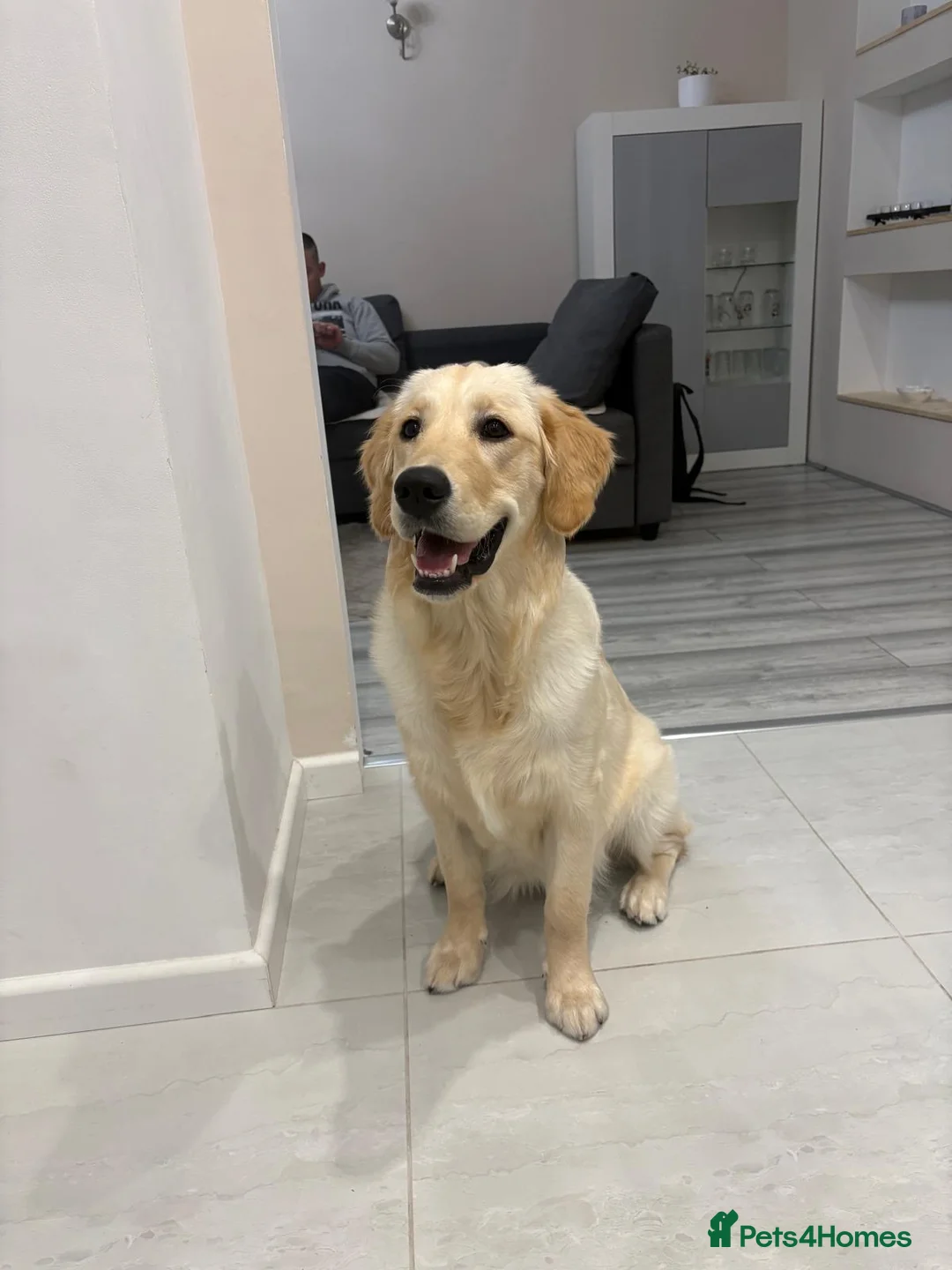 Golden Retriever dogs for sale: KC reg 7 months old Golden Retriever girl - Advert 2