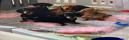 Dachshund dogs for sale: KC Miniature Smooth haired Dachshund  in Middlesbrough - Advert 6
