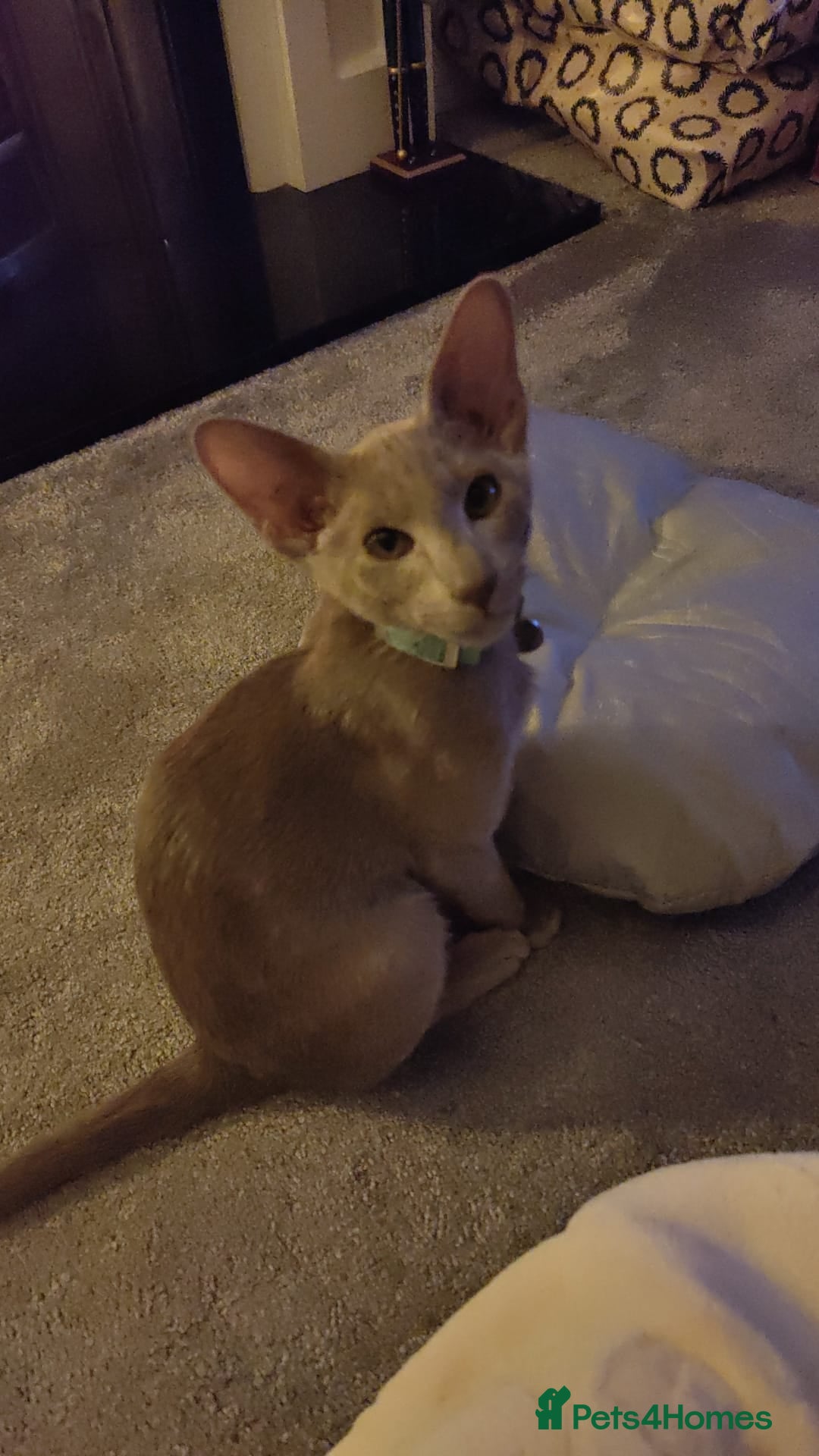 Oriental cats for sale: Handsome Loving Oriental Shorthair Boy Lilac-Grey - Advert 1