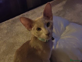 Oriental cats Handsome Loving Oriental Shorthair Boy Lilac-Grey - Advert 1