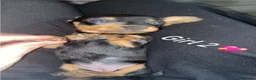 Miniature Dachshund dogs for sale: Miniature dachshund puppies  - Advert 5