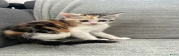 Maine Coon cats for sale: Kittens Looking for Their Forever Homes 🐾 - Advert 34