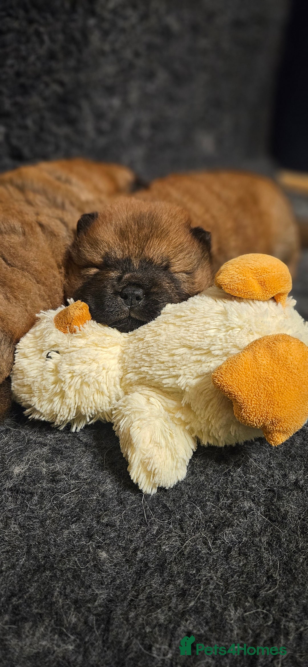 Chow Chow dogs for sale: Kc registered Chow chow puppies  - Advert 11