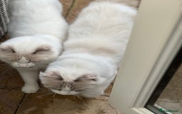 Ragdoll cats for sale: Tortie, Lynx, Chimera pure ragdoll girls - Image 3