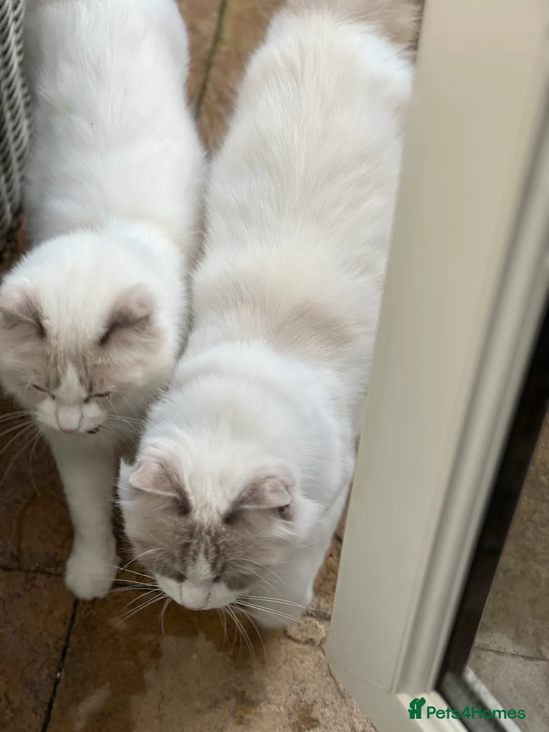 Ragdoll cats for sale: Blue Tortie Lynx kittens pure ragdolls - Advert 4