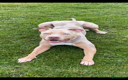 Mixed Breed dogs for stud: Looking for a stud 4 my girl - Advert 1