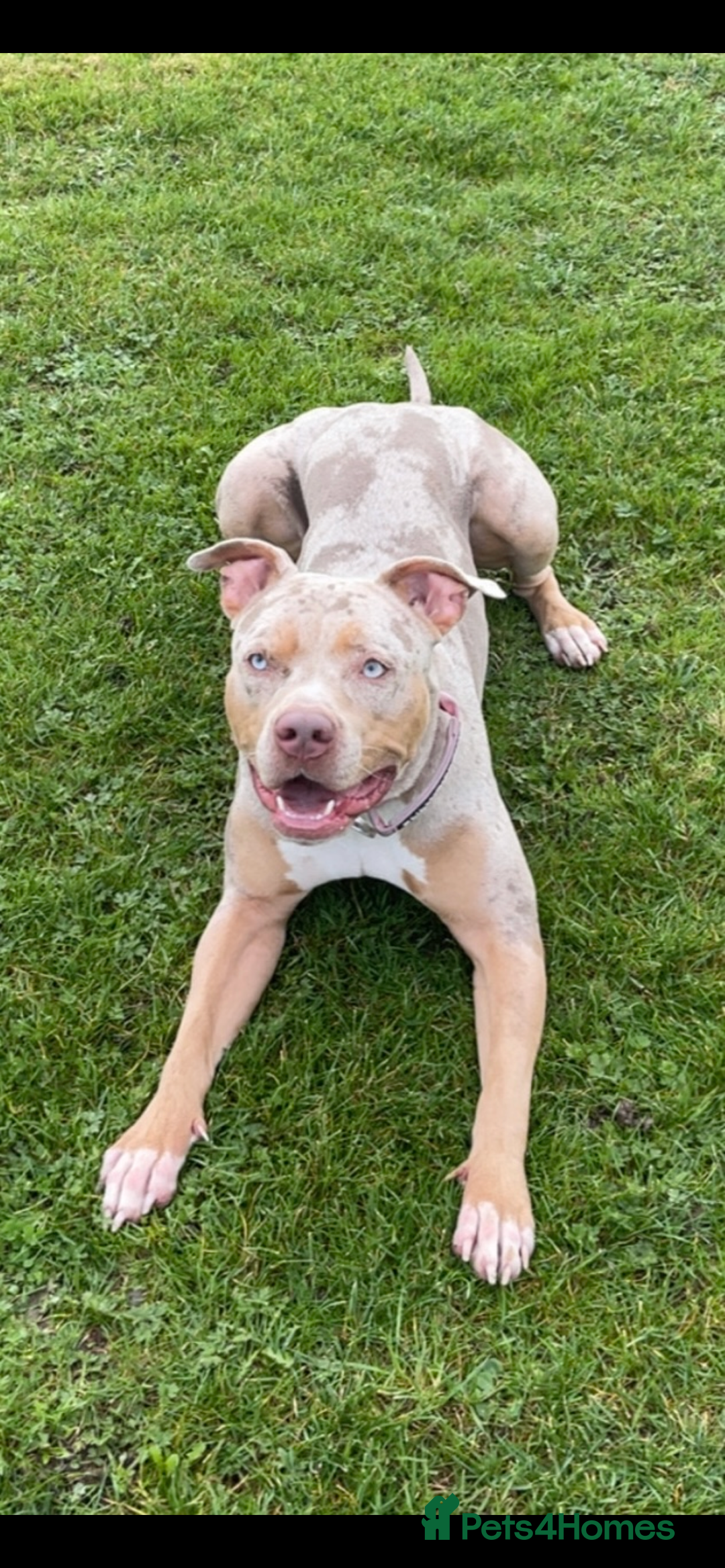 Mixed Breed dogs for stud: Looking for a stud 4 my girl - Advert 1