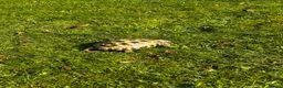 Tortoise reptiles for sale: Horsfield tortoise and set up in Oldham - Advert 4