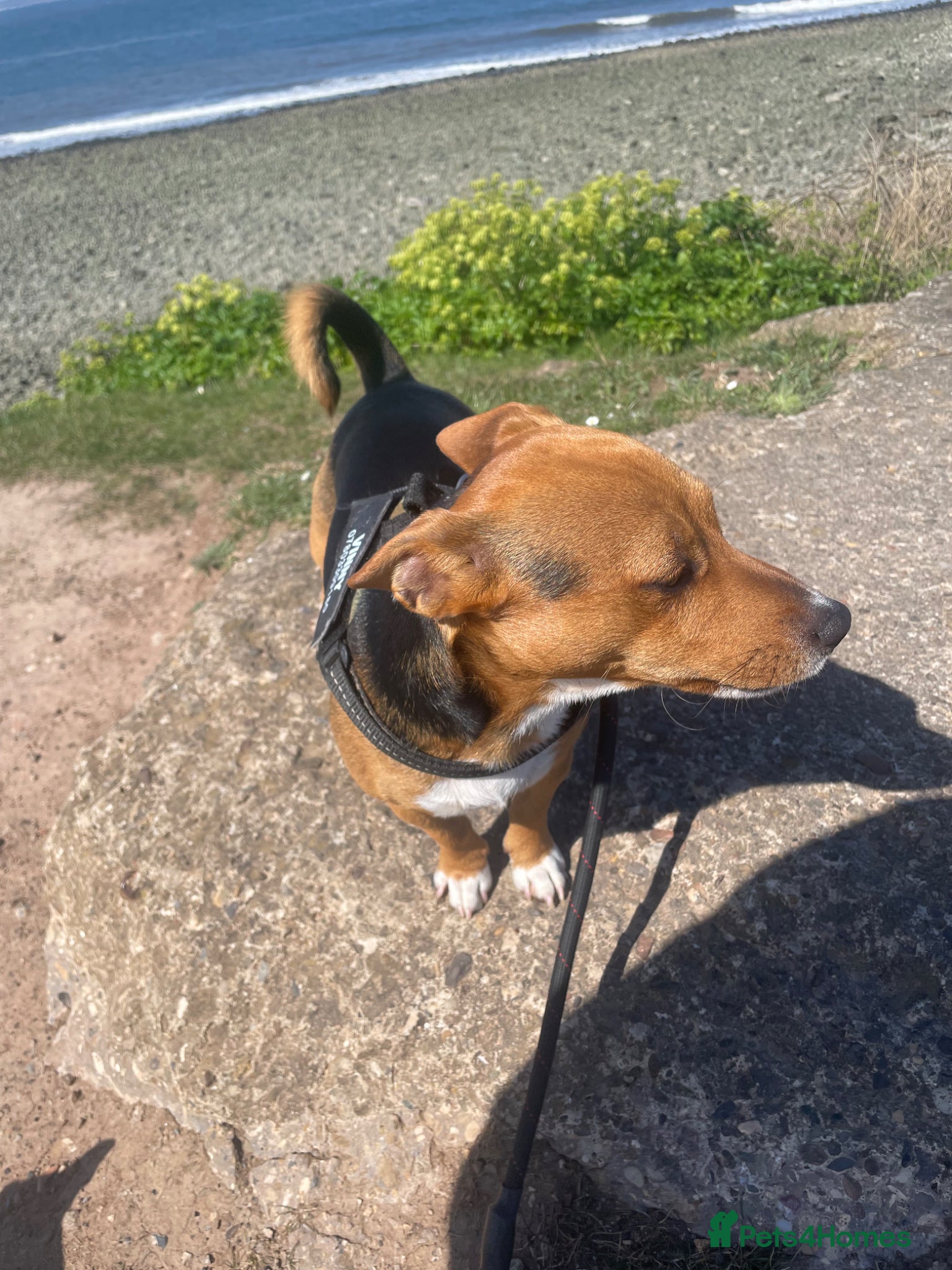Jack Russell dogs for stud: Miniature Jack Russell for stud - Advert 7