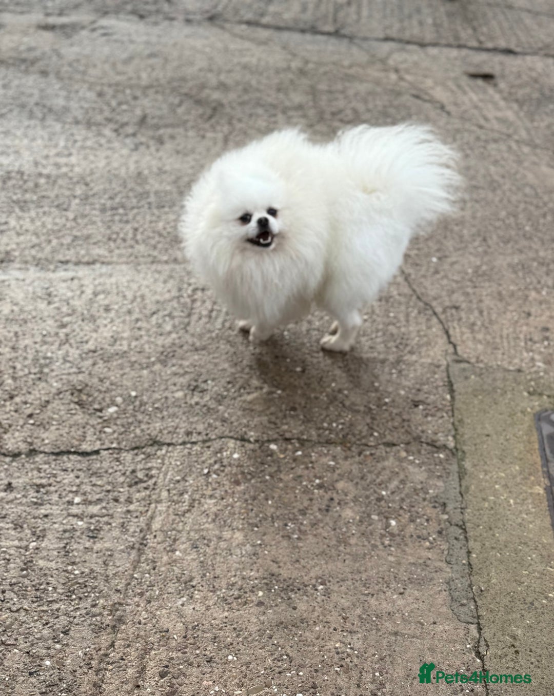 Pomeranian dogs for stud: White Boy for Stud only kc in Pontefract - Advert 9