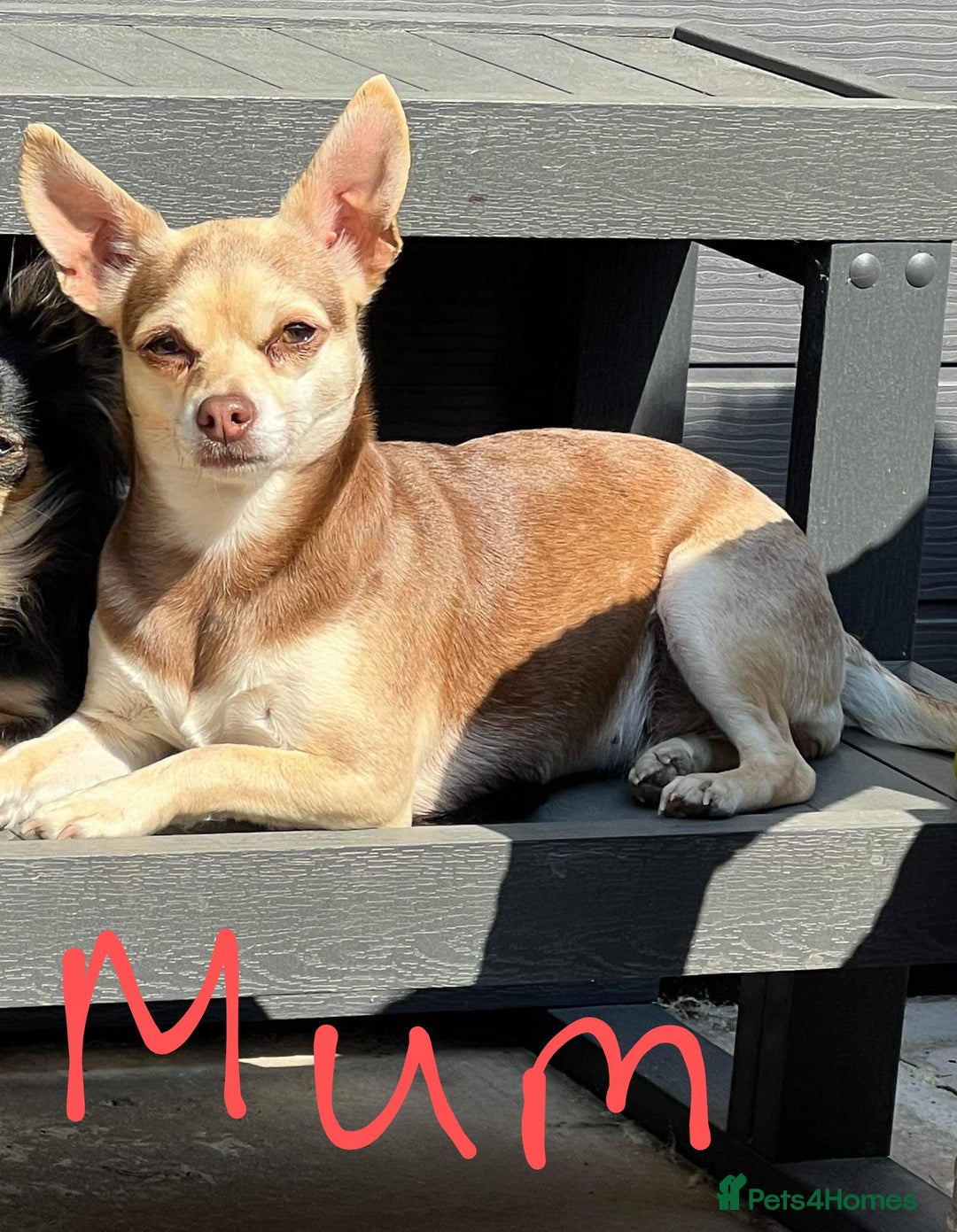 Chihuahua dogs for sale: Toto and Oz - Advert 6