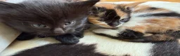 Mixed Breed cats for sale: 4 Adorable Kittens ready to go to new homes - Advert 2
