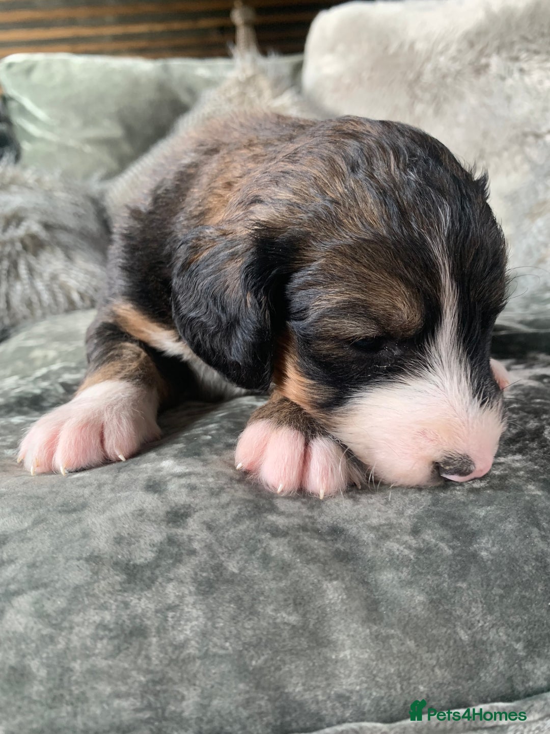 Bernedoodle dogs for sale: F1 Standard Bernedoodle Puppies LN8 - Image 16