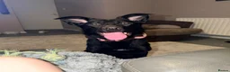 Mixed Breed dogs for sale: Rehome my bella - Advert 10