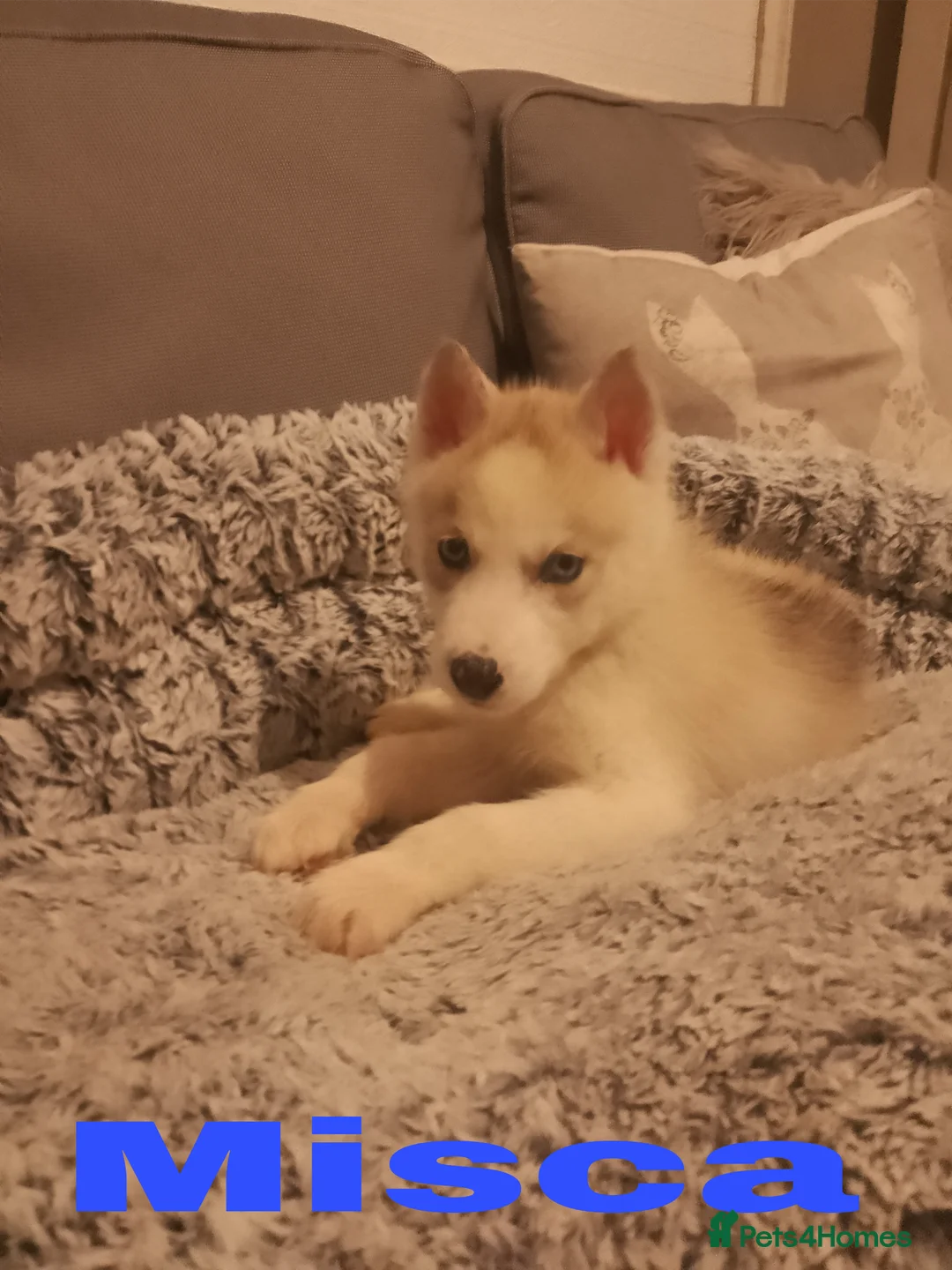 Siberian Husky dogs for sale: Stunning Blue-Eyed Siberian Husky Puppies - Advert 4