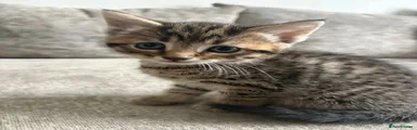 Kitten 1