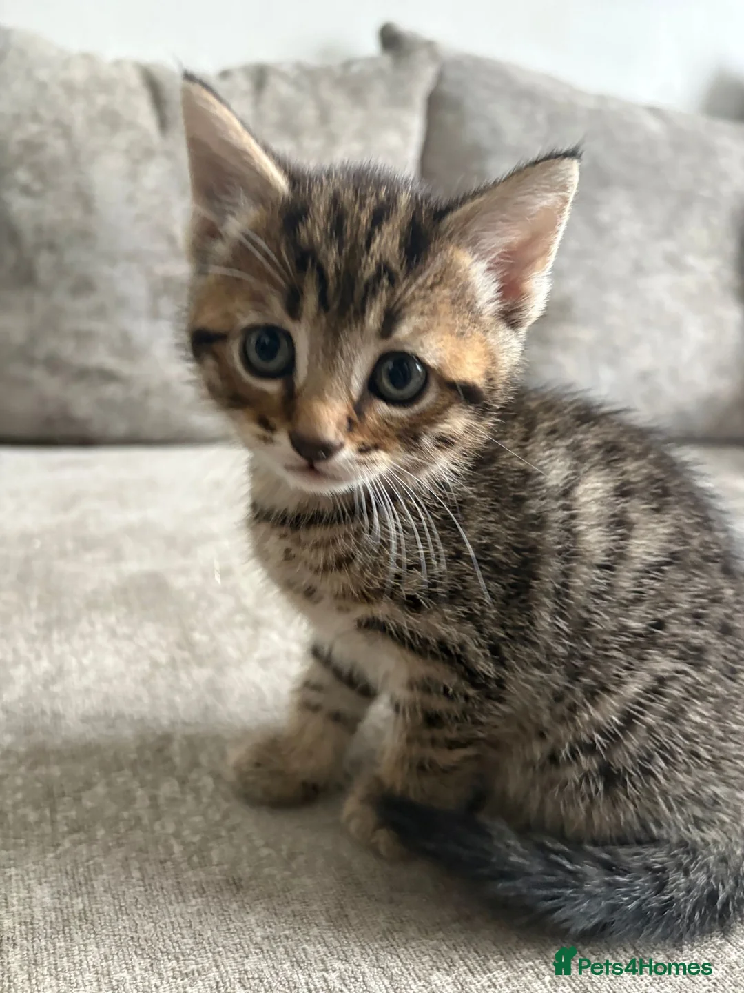 Mixed Breed cats for sale: Kittens  in Bradford - Advert 2