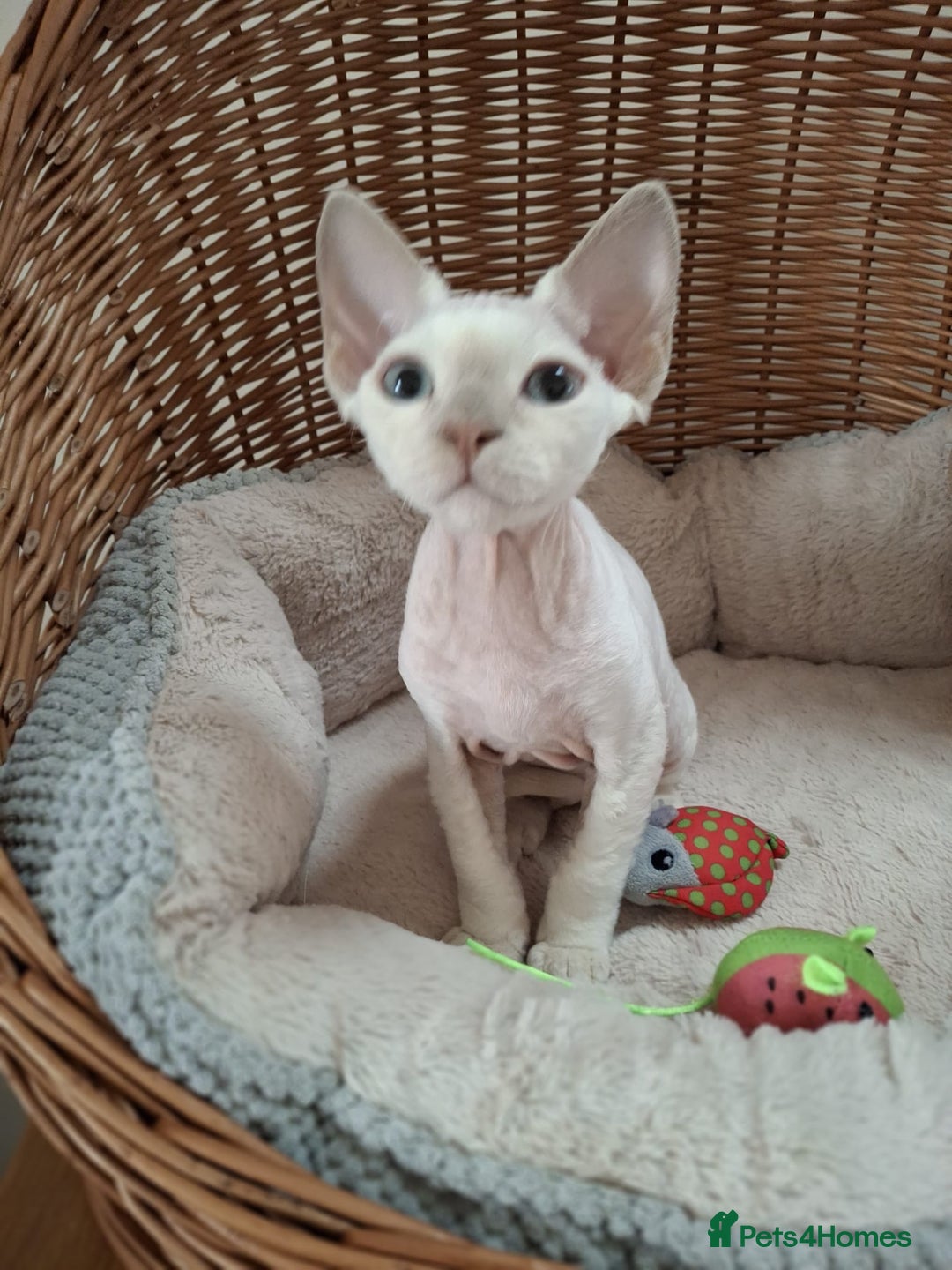 Devon Rex cats for sale: 🥰Leo lilac point with blue eyes Ready now - Image 8