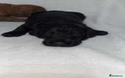 Cockapoo dogs for sale: Cockapoo puppies  - Image 13