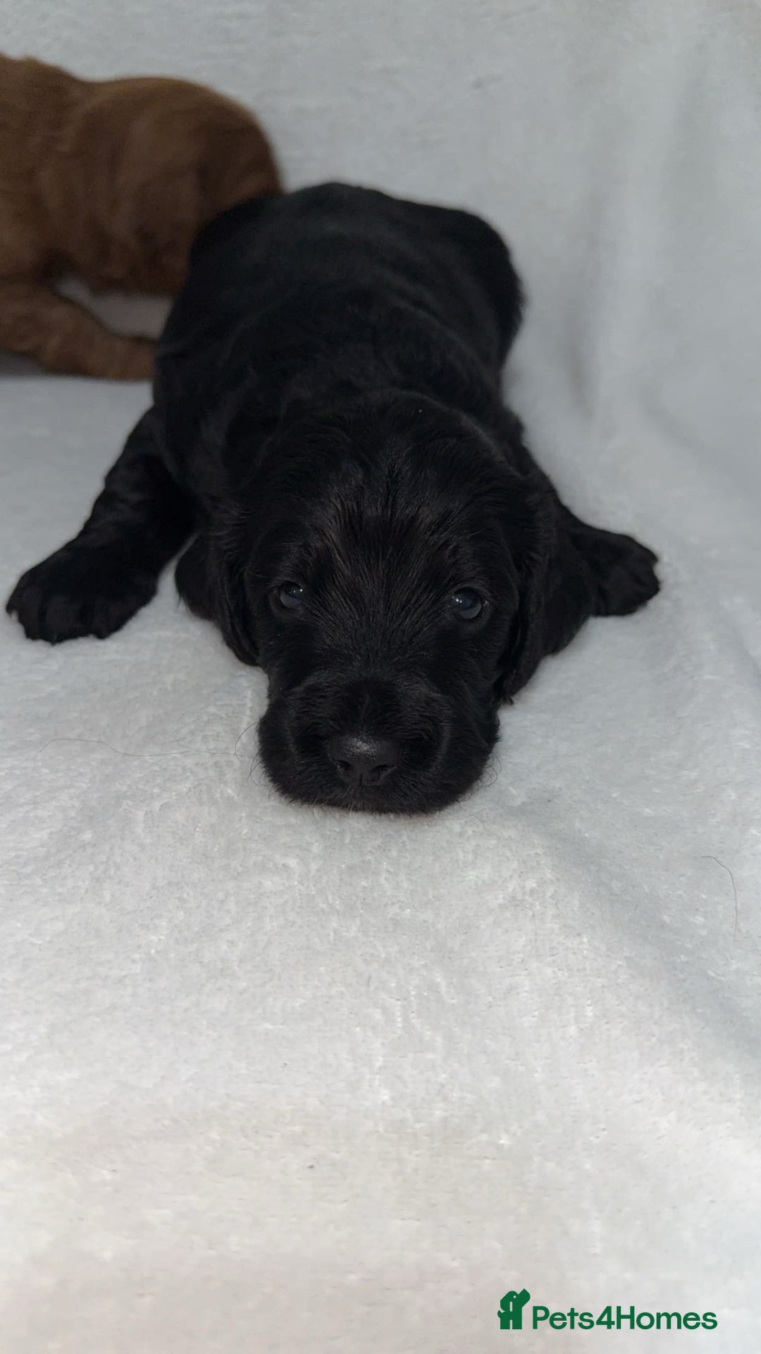 Cockapoo dogs for sale: Cockapoo puppies  - Image 13