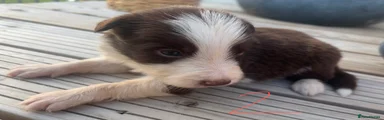 Border Collie 2