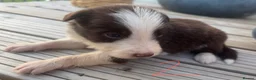 Border Collie dogs for sale: Border Collie Puppies for Sale - Advert 9