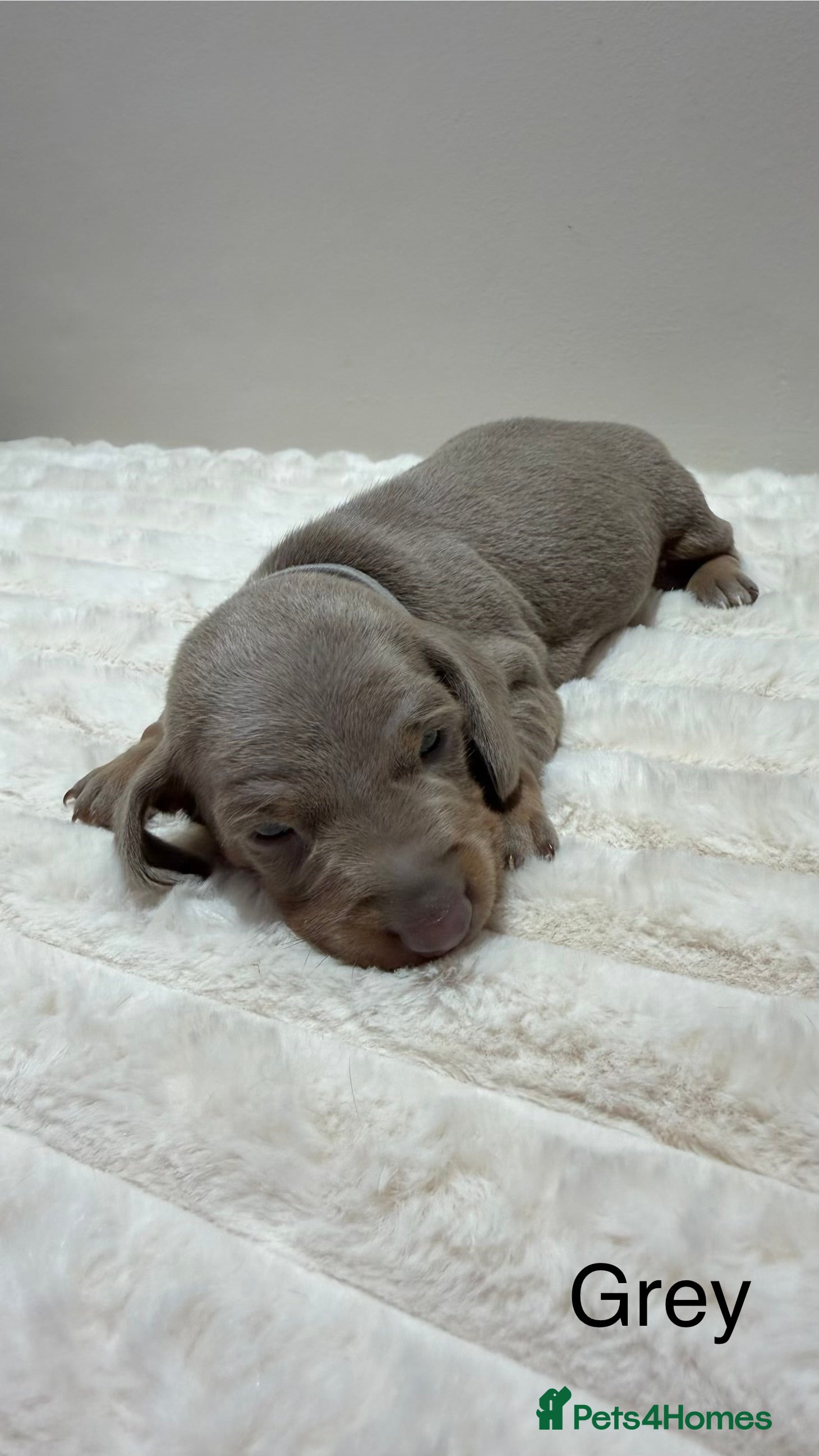 Miniature Dachshund dogs for sale: 🐾 Miniature Dachshund Puppies For Sale 🐾  - Advert 20