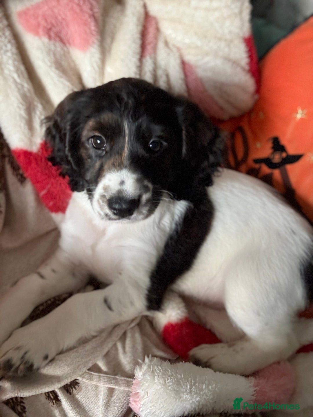 Cockapoo dogs for sale: UNIQUE SABLE BOY READY TO GO ✨ - Image 31