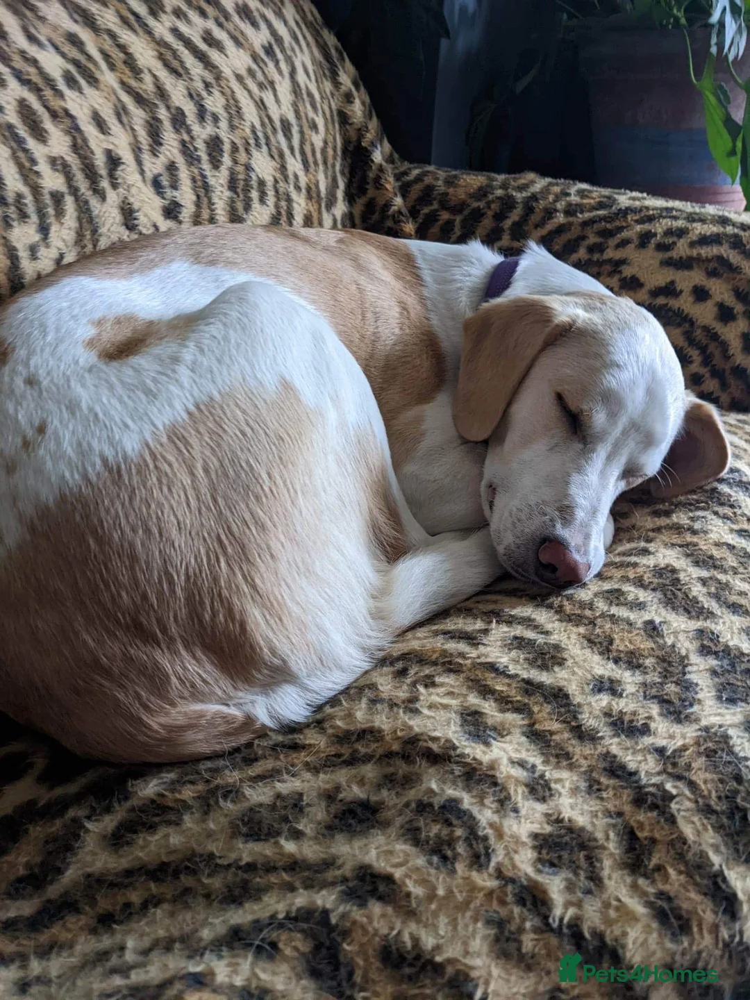 Mixed Breed dogs for adoption: Cairo Looking For His Forever Home  - Advert 3