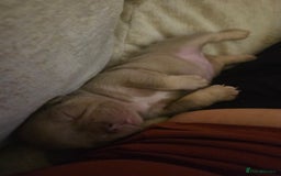 French Bulldog dogs for sale: Isabella & lilac & tan chunky frenchies - Advert 17