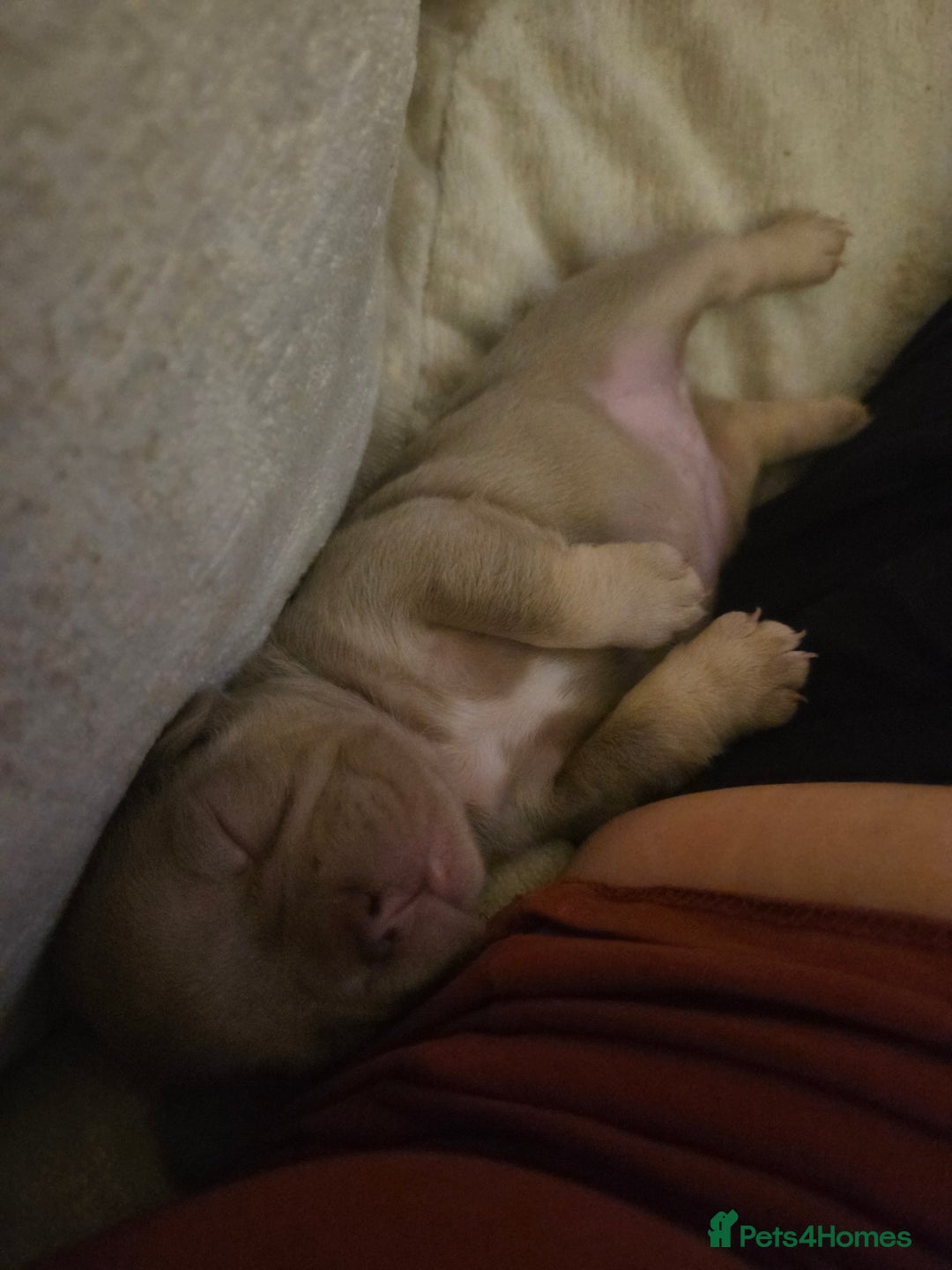 French Bulldog dogs for sale: Isabella & lilac & tan chunky frenchies - Advert 17