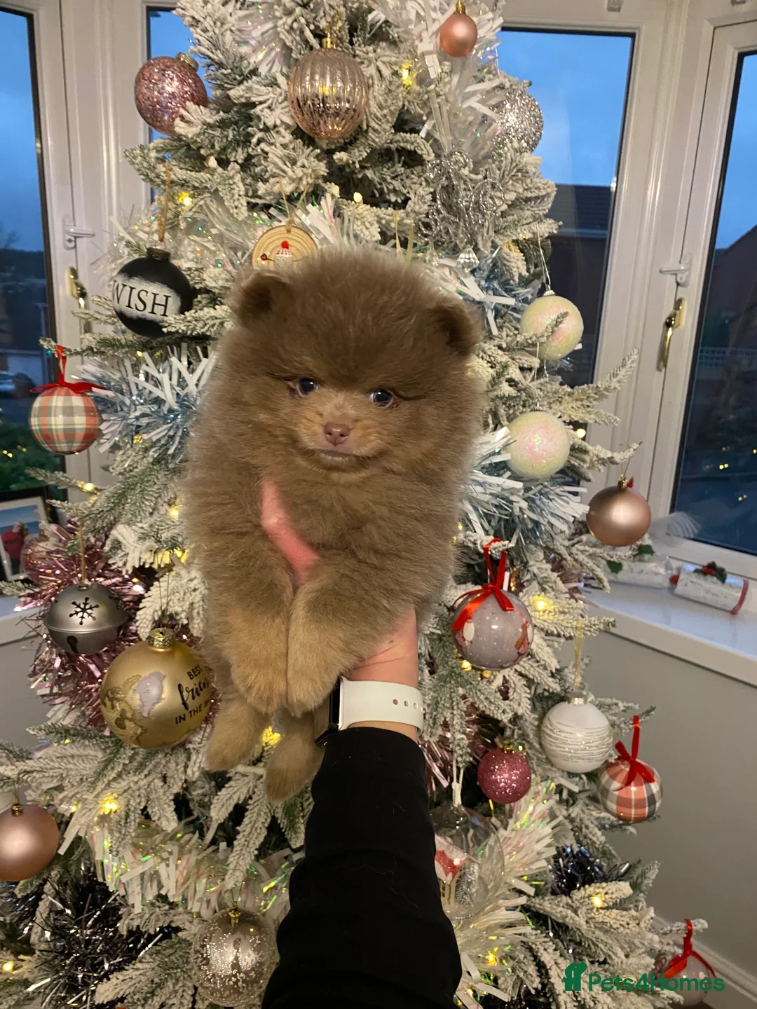 Pomeranian dogs for stud: 🏆 LOTS of champion lines, tiny teddy bear 🧸 in Leeds - Advert 19