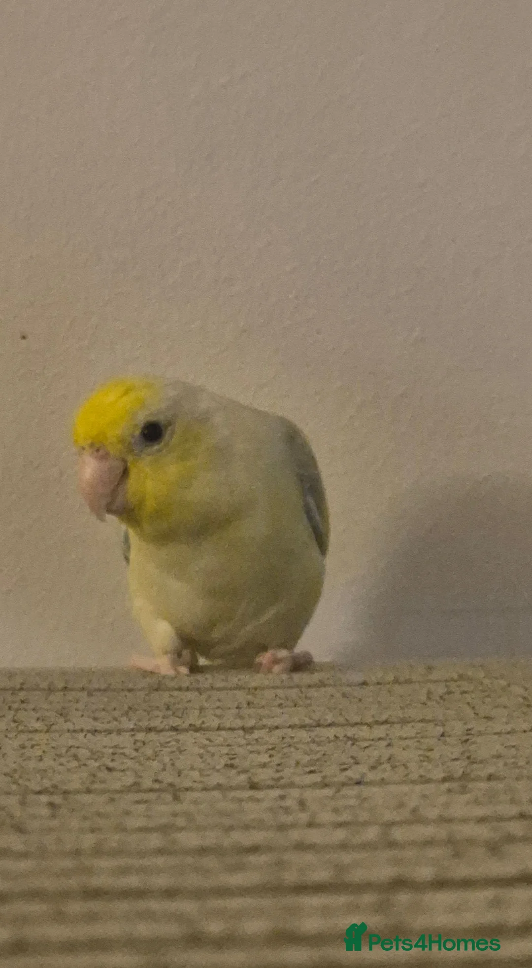 Mixed Breed birds for sale: Young American Yellow Black eyed Parrolet - Advert 6