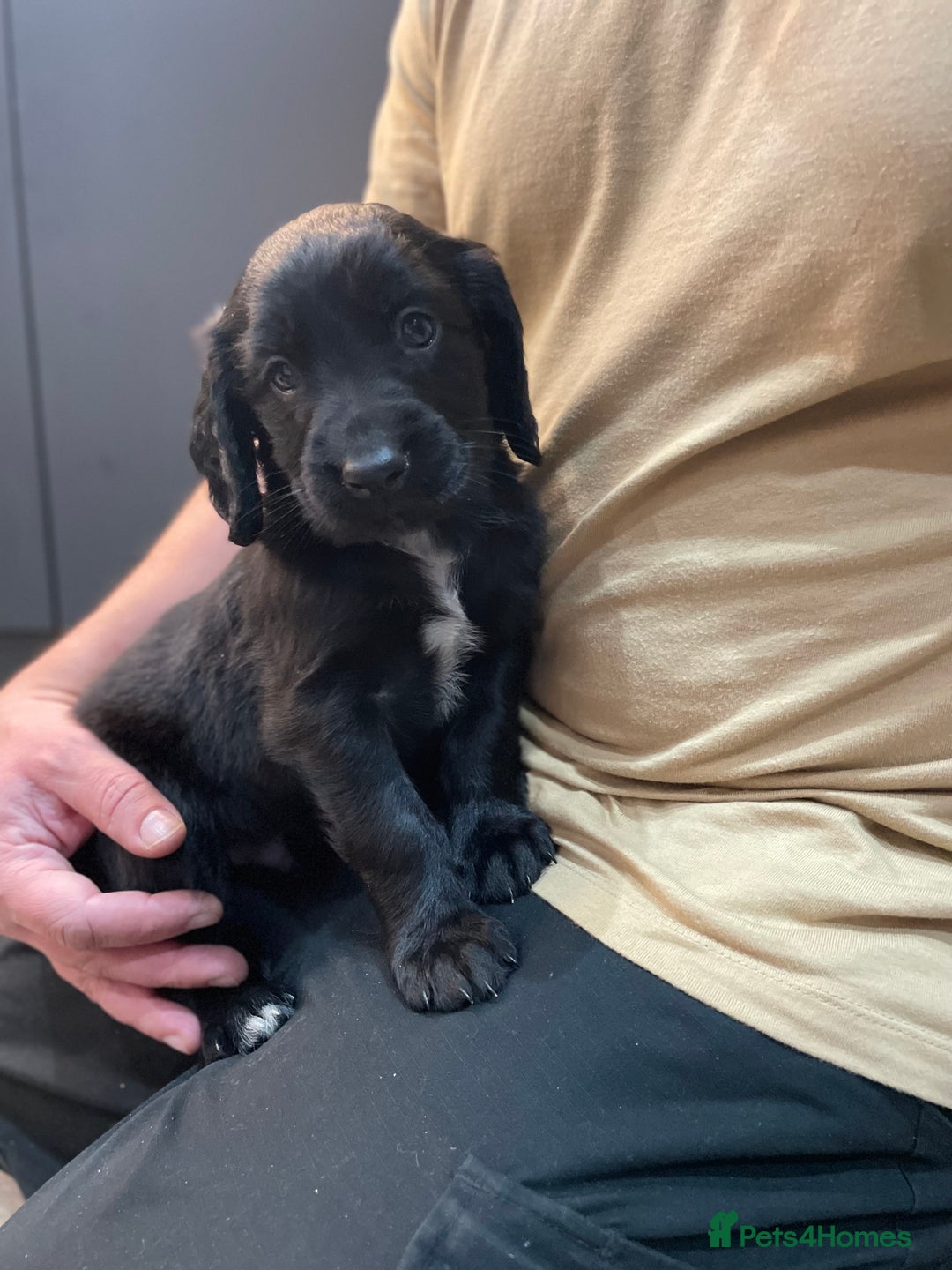 Mixed Breed dogs for sale: Cocker gold maraner - Image 17