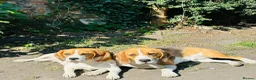 Beagle dogs for sale: Adorable Beagle puppies for sale  - Advert 29