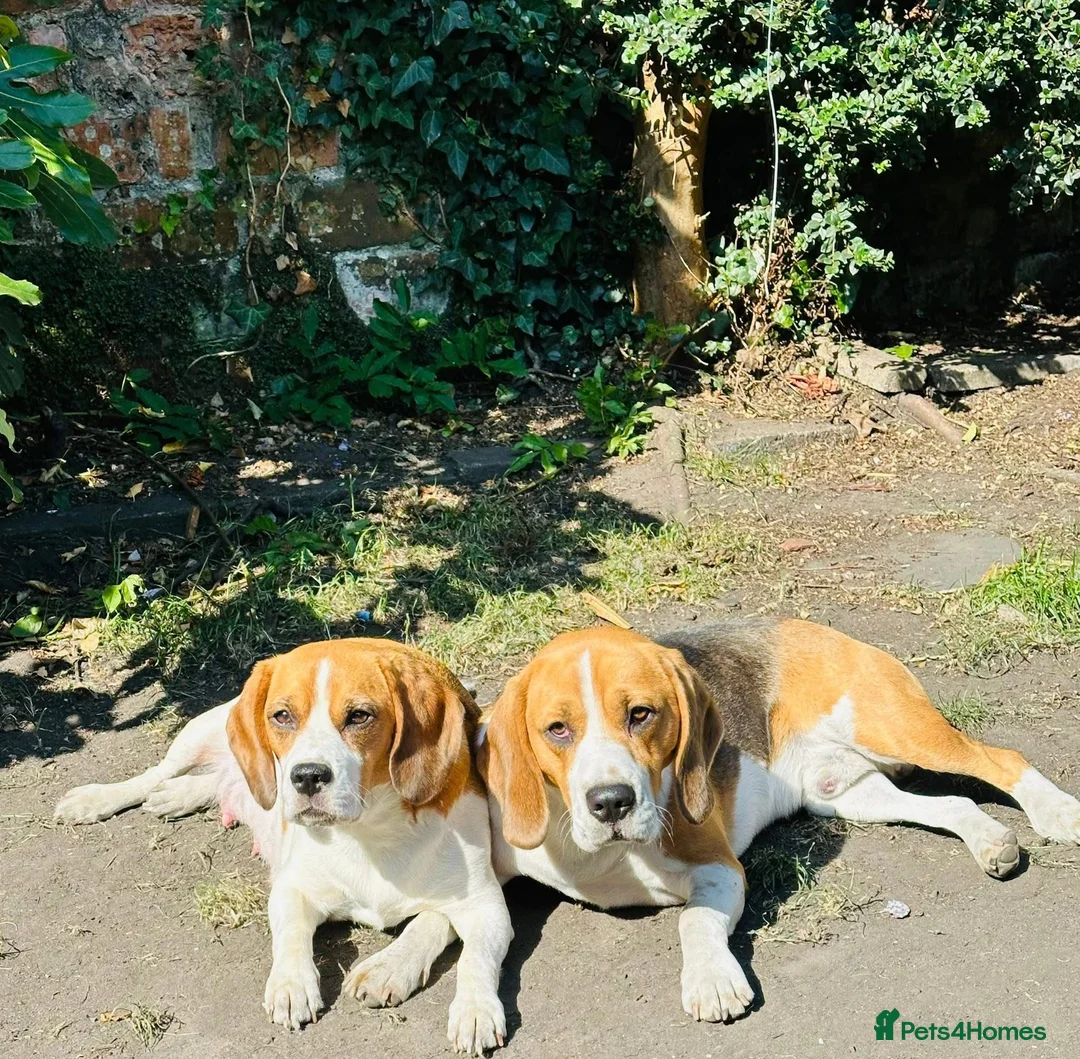 Beagle dogs for sale: Adorable Beagle puppies for sale  - Advert 29