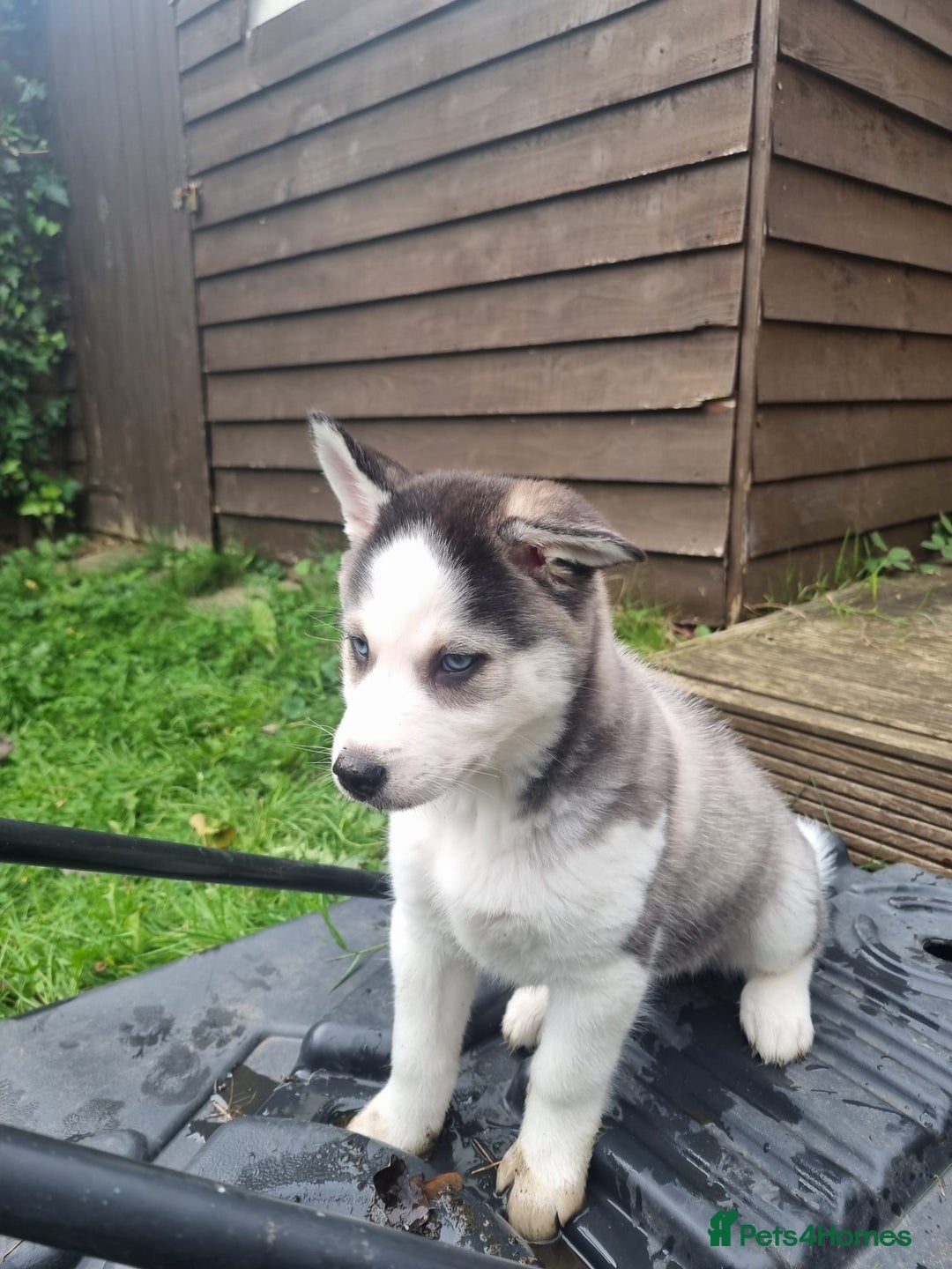 Mixed Breed dogs for sale: Pomsky for sale - Advert 6