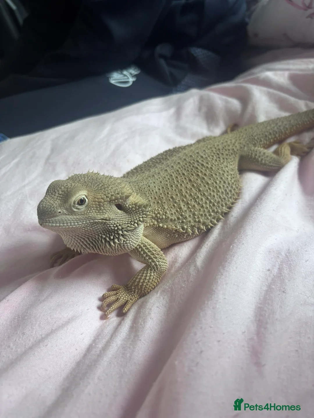 Bearded Dragon reptiles for sale: Bearded dragon zero - Advert 2