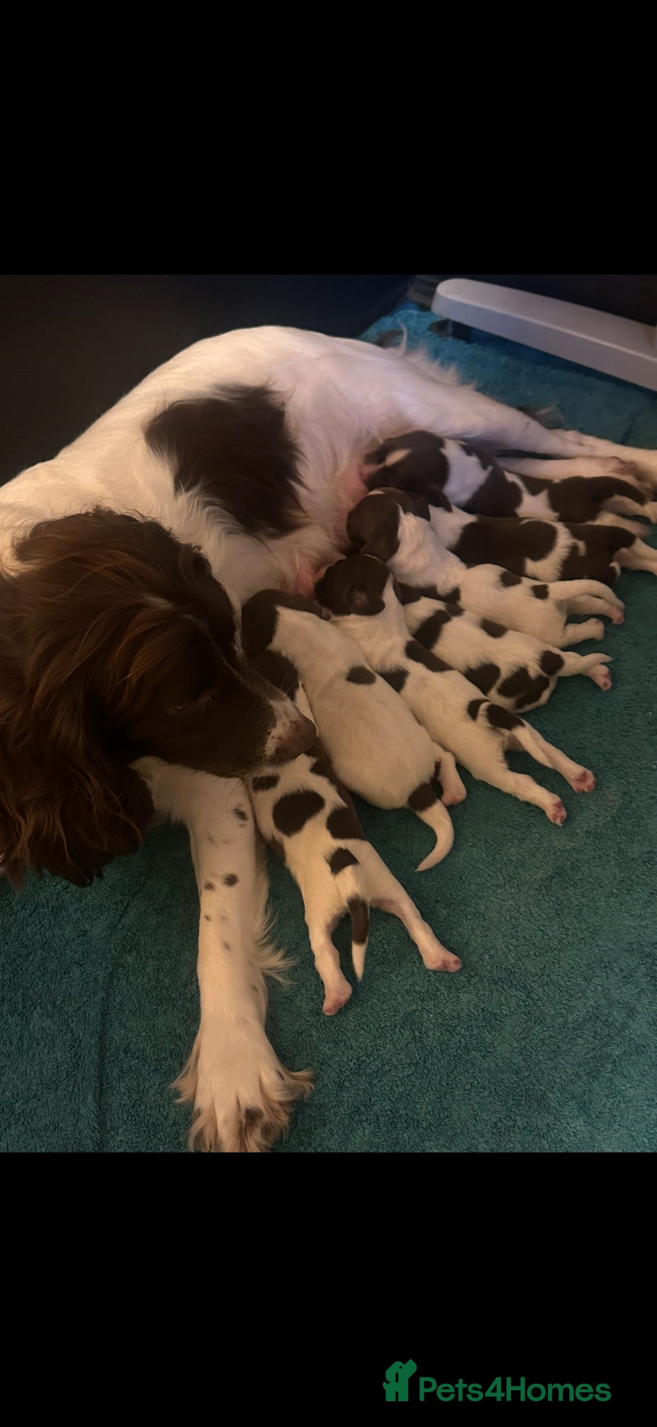 English Springer Spaniel dogs Adorable Kennel club registered ESS puppies  - Advert 2