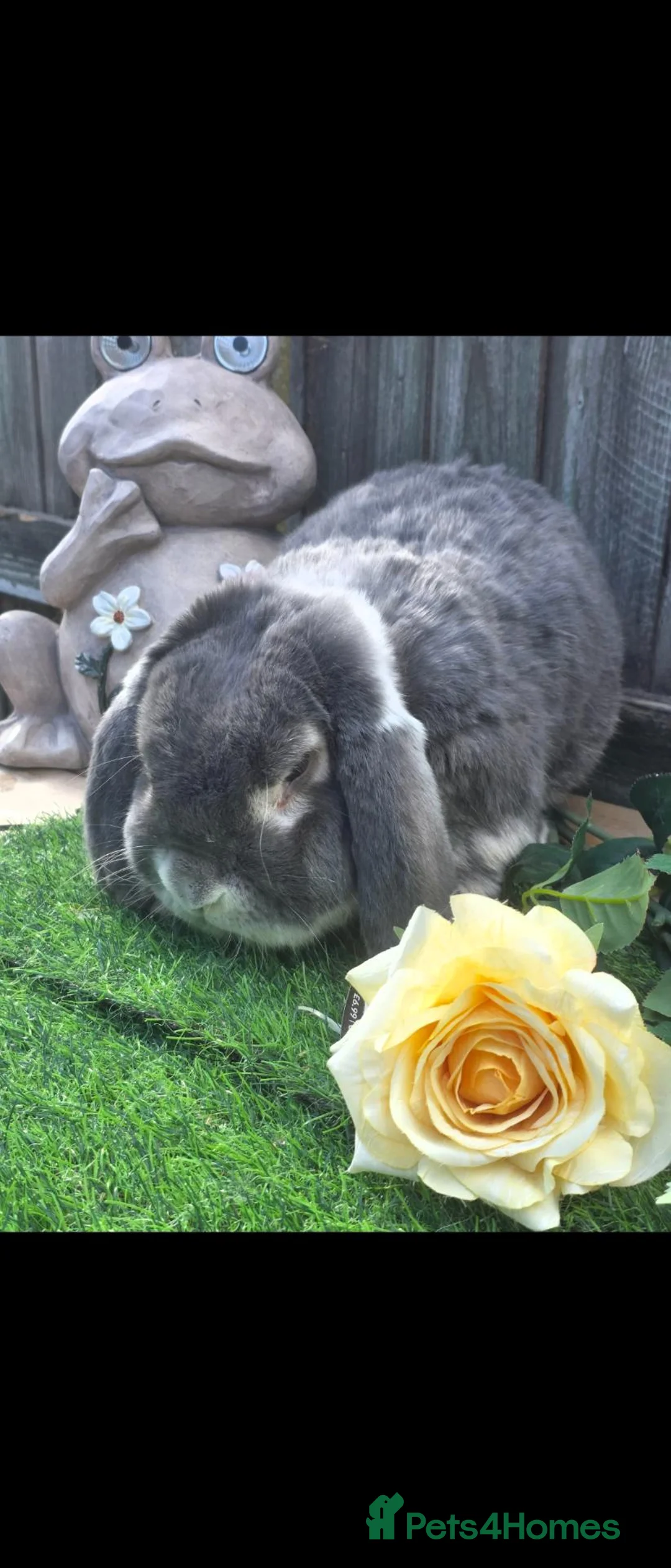 French Lop rabbits for sale: Blue Fox french lop buck - Advert 2